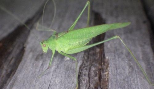 Phaneroptera nana